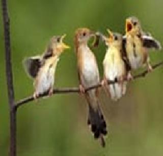 Authority wake up by the bird's twitter | पक्ष्यांच्या किलबिलाटाने होतेय प्राधिकरण जागे Authority wake up by the bird's twitter | पक्ष्यांच्या किलबिलाटाने होतेय प्राधिकरण जागे