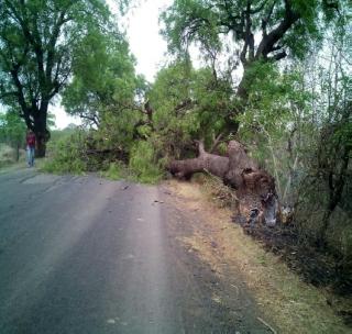 Slaughter of trees on the highway; Tollwasher Responsibility for Tree Conservation | महामार्गावर झाडांची कत्तल; वृक्ष संवर्धनाच्या जबाबदारीची टोलवाटोलवी Slaughter of trees on the highway; Tollwasher Responsibility for Tree Conservation | महामार्गावर झाडांची कत्तल; वृक्ष संवर्धनाच्या जबाबदारीची टोलवाटोलवी