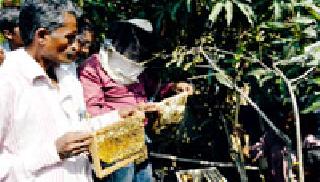 Beekeeping lessons | मधमाशी पालनाचे घेतले धडे Beekeeping lessons | मधमाशी पालनाचे घेतले धडे