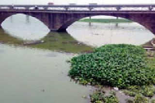 Wangnga's 'Econia' breaks | वैनगंगेला ‘इकॉर्निया’चा विळखा Wangnga's 'Econia' breaks | वैनगंगेला ‘इकॉर्निया’चा विळखा