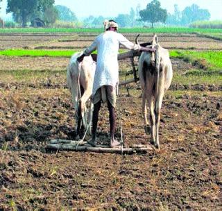 Crop planting planning | पावसाच्या अंदाजावर पीक लागवडीचे नियोजन