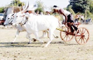 Angered by the ban of Shankarpata | शंकरपटाच्या बंदीमुळे नाराजी Angered by the ban of Shankarpata | शंकरपटाच्या बंदीमुळे नाराजी