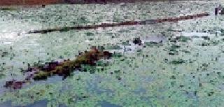 Shingada crop in paddy fields | भातखाचऱ्यांमध्ये शिंगाडा पीक Shingada crop in paddy fields | भातखाचऱ्यांमध्ये शिंगाडा पीक