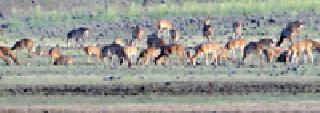Bio-diversified Bore Tiger Tiger Project is marking tourists | जैवविविधतेने नटलेला बोर व्याघ्र प्रकल्प पर्यटकांना खुणावतोय Bio-diversified Bore Tiger Tiger Project is marking tourists | जैवविविधतेने नटलेला बोर व्याघ्र प्रकल्प पर्यटकांना खुणावतोय