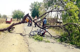 The tree collapsed on a running bike | धावत्या दुचाकीवर वृक्ष कोसळला The tree collapsed on a running bike | धावत्या दुचाकीवर वृक्ष कोसळला