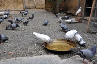 'Heat' bird fever too! | 'मे हीट'चा पक्ष्यांनाही ताप! 'Heat' bird fever too! | 'मे हीट'चा पक्ष्यांनाही ताप!