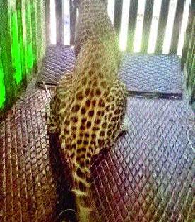Leopard in the forest section's cage | वन विभागाच्या पिंजऱ्यात बिबट्या जेरबंद Leopard in the forest section's cage | वन विभागाच्या पिंजऱ्यात बिबट्या जेरबंद
