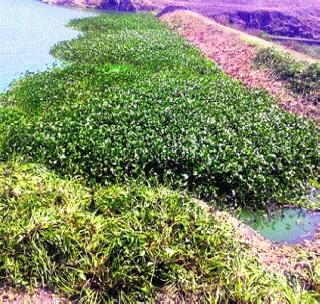 Sangam lake development works to be started soon! | संगम तलाव विकासकामे लवकरच सुरू! Sangam lake development works to be started soon! | संगम तलाव विकासकामे लवकरच सुरू!