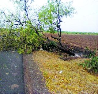 Thousands of trees are slaughtered, no action | हजारो झाडांची राजरोस कत्तल, कारवाई शून्य Thousands of trees are slaughtered, no action | हजारो झाडांची राजरोस कत्तल, कारवाई शून्य