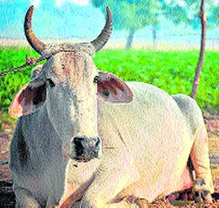 The decreasing quality of livestock is alarming! | पशुधनाचे घटते प्रमाण चिंताजनक ! The decreasing quality of livestock is alarming! | पशुधनाचे घटते प्रमाण चिंताजनक !