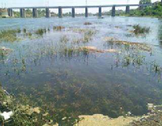 Plants and dirt in the Wardha river bed | वर्धा नदीच्या पात्रामध्ये वनस्पती व घाण