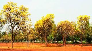 Tree park in Nashik on the lines of Hyderabad | हैदराबादच्या धर्तीवर नाशकात ट्री पार्क