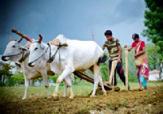 Sowing will be done on four lakh hectare area | चार लाख हेक्टर क्षेत्रावर होणार पेरणी Sowing will be done on four lakh hectare area | चार लाख हेक्टर क्षेत्रावर होणार पेरणी