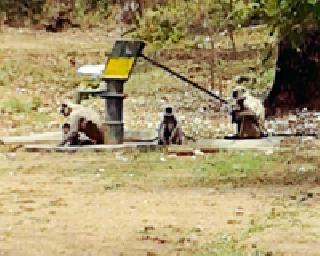 Water-scarred wild animals also suffer: | पाणीटंचाईची वन्य प्राण्यांनाही झळ : Water-scarred wild animals also suffer: | पाणीटंचाईची वन्य प्राण्यांनाही झळ :