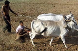 44 thousand quintals of seed will be required | ४४ हजार क्विंटल बियाणे लागणार 44 thousand quintals of seed will be required | ४४ हजार क्विंटल बियाणे लागणार