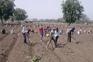 Planting the Plains: | सागवन लागवड :