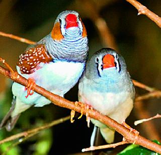 The birds also had jambhai infection | पक्ष्यांनाही होते जांभईची लागण The birds also had jambhai infection | पक्ष्यांनाही होते जांभईची लागण