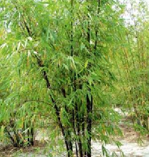 Missing botanical tree | गणोरी बंदीतून झाडे झालीत बेपत्ता Missing botanical tree | गणोरी बंदीतून झाडे झालीत बेपत्ता