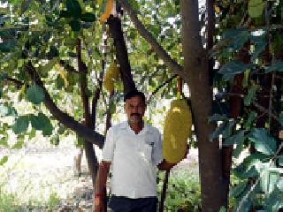 Generation of millions of people taking advantage of horticultural farming | बागायती शेतीतून घेताहेत लाखोंचे उत्पन्न