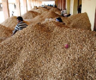 Groundnut Market: | भुईमूग बाजारात : Groundnut Market: | भुईमूग बाजारात :