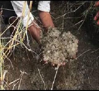 200 crore aid to hailstorm affected people | गारपीटग्रस्तांना २०० कोटींची मदत 200 crore aid to hailstorm affected people | गारपीटग्रस्तांना २०० कोटींची मदत