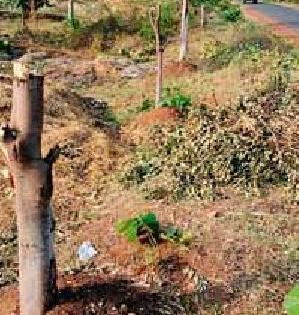 Slaughter of Molybdenutic Trees | रोहयोअंतर्गत लावलेल्या झाडांची महावितरणकडून कत्तल Slaughter of Molybdenutic Trees | रोहयोअंतर्गत लावलेल्या झाडांची महावितरणकडून कत्तल