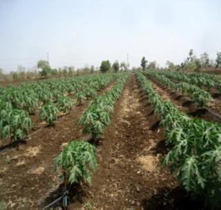 Papaya garden bloom in short water | अल्प पाण्यात फुलविली पपईची बाग Papaya garden bloom in short water | अल्प पाण्यात फुलविली पपईची बाग