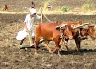 Waiting for the antelope shower | प्रतीक्षा मृगधारा बरसण्याची Waiting for the antelope shower | प्रतीक्षा मृगधारा बरसण्याची