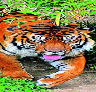 Leader Tiger In Four Districts Of Vidarbha | विदर्भातील चार जिल्ह्यांत पट्टेदार वाघांचे अस्तित्व Leader Tiger In Four Districts Of Vidarbha | विदर्भातील चार जिल्ह्यांत पट्टेदार वाघांचे अस्तित्व