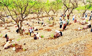 Thousands of hands 'green future' | हजारो हातांनी साकारले ‘हिरवे भविष्य’