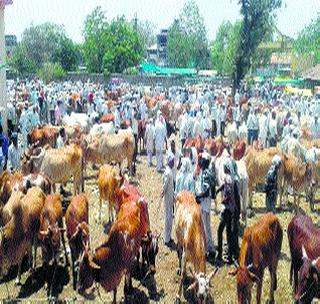 Bull market in the mouth of the kharif season | खरीप हंगामाच्या तोंडावर बैलबाजार तेजीत