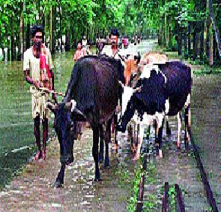 For Kamdhenu, the selection of 227 villages in the district | ‘कामधेनू’साठी जिल्ह्यातील २२७ गावांची निवड For Kamdhenu, the selection of 227 villages in the district | ‘कामधेनू’साठी जिल्ह्यातील २२७ गावांची निवड