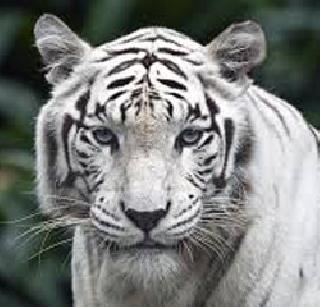 White tiger death | पांढऱ्या वाघाचा मृत्यू
