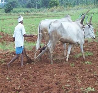 Farmers are ready for sowing | शेतकरी पेरणीसाठी सज्ज Farmers are ready for sowing | शेतकरी पेरणीसाठी सज्ज