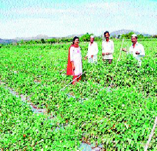 300 acres of tomatoes groundnut! | ३०० एकरांवरील टोमॅटो भुईसपाट!