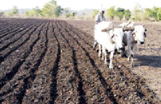 Long time for farmers' sowing | शेतकऱ्यांची पेरणीची लगबग Long time for farmers' sowing | शेतकऱ्यांची पेरणीची लगबग