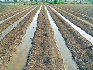 Cotton planting at the facility of elite: | ओलिताच्या सुविधेवर कपाशीची लागवड :