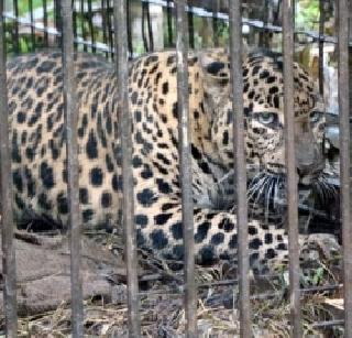 Another leopard in Junnar, Zeraband | जुन्नरमध्ये आणखी एक बिबट्या जेरबंद Another leopard in Junnar, Zeraband | जुन्नरमध्ये आणखी एक बिबट्या जेरबंद