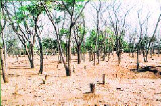 Inter-allocation of forest land | वन विभागाच्या जमिनींचे परस्पर वाटप