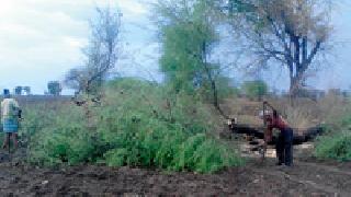 Farming slaughter of trees in the field! | शेतातील वृक्षांची राजरोसपणे कत्तल !