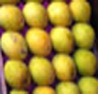 Buy mangoes directly on Manarra | मंचरला थेट बांधावरच आंब्याची खरेदी!