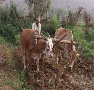 Farmers are worried about the rising prices of bullocks | बैलजोडीच्या वाढत्या किंमतीमळे शेतकरी त्रस्त