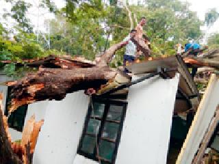 Bhamargad police collapsed tree on colony | भामरागडात पोलीस वसाहतीवर कोसळले झाड