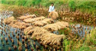 Destroy the paddy pipe with the water of the dead body | मृगाच्या पाण्याने धानपीक नष्ट Destroy the paddy pipe with the water of the dead body | मृगाच्या पाण्याने धानपीक नष्ट