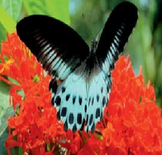 Looks pretty cool butterfly! | छान किती दिसते फुलपाखरू!