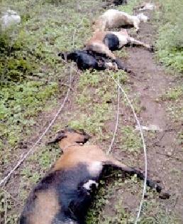 Nine goats dashed by electric shocks | विजेच्या धक्क्याने नऊ बकऱ्या दगावल्या Nine goats dashed by electric shocks | विजेच्या धक्क्याने नऊ बकऱ्या दगावल्या