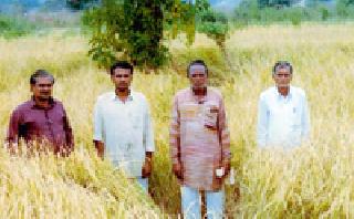 Elegant basmati varieties discovered by a pea-sage farmer | काजळसरच्या शेतकऱ्याने शोधले मोहक बासमती वाण Elegant basmati varieties discovered by a pea-sage farmer | काजळसरच्या शेतकऱ्याने शोधले मोहक बासमती वाण