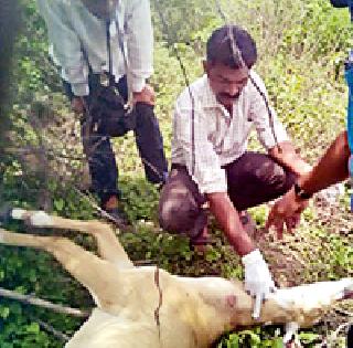 Leopard victim of Nilgaon | बिबट्याने केली नीलगाईची शिकार Leopard victim of Nilgaon | बिबट्याने केली नीलगाईची शिकार