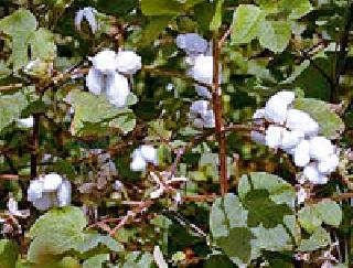 In the first phase of sowing, cotton is high | पेरणीच्या पहिल्या टप्प्यात कपाशी वरचढ