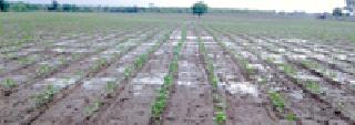 Seeds sprout: | बीज अंकुरले : Seeds sprout: | बीज अंकुरले :